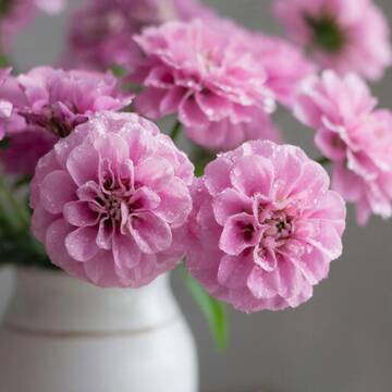 ����������� �����������