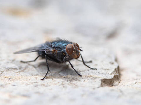 ����������� ������������� ����������