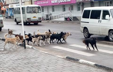 ��� �������