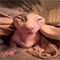 https://upforme.ru/uploads/001c/a2/2d/2/217010.gif