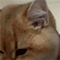 https://upforme.ru/uploads/001c/a2/2d/2/237310.gif