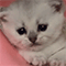 https://upforme.ru/uploads/001c/a2/2d/2/374728.gif