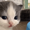 https://upforme.ru/uploads/001c/a2/2d/2/391522.gif