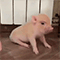 https://upforme.ru/uploads/001c/a2/2d/2/598701.gif