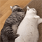 https://upforme.ru/uploads/001c/a2/2d/2/670616.gif