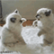 https://upforme.ru/uploads/001c/a2/2d/5/493237.gif