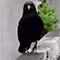 https://upforme.ru/uploads/001c/a2/2d/5/799418.gif