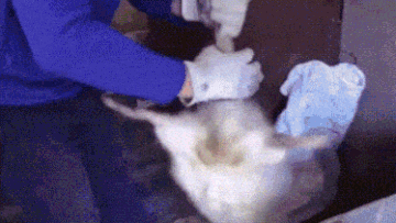 https://upforme.ru/uploads/001c/a6/40/7/t358273.gif