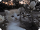 https://upforme.ru/uploads/001c/a6/d6/647/t427410.gif