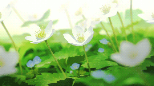https://upforme.ru/uploads/001c/aa/61/5/833966.gif