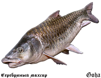 https://upforme.ru/uploads/001c/ac/32/2/204655.png