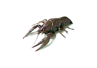 https://upforme.ru/uploads/001c/ac/32/2/222707.png