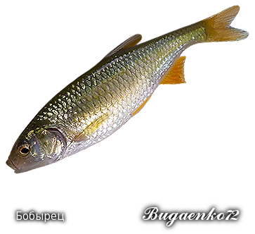 https://upforme.ru/uploads/001c/ac/32/2/264406.png