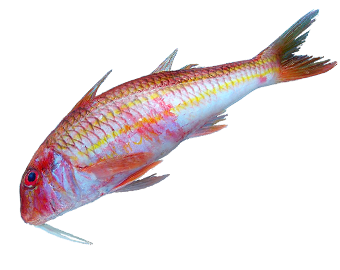 https://upforme.ru/uploads/001c/ac/32/2/353408.png