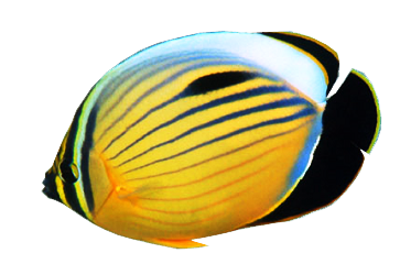 https://upforme.ru/uploads/001c/ac/32/2/496832.png