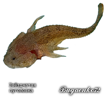 https://upforme.ru/uploads/001c/ac/32/2/517954.png