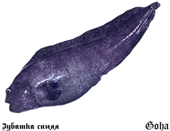 https://upforme.ru/uploads/001c/ac/32/2/579265.png