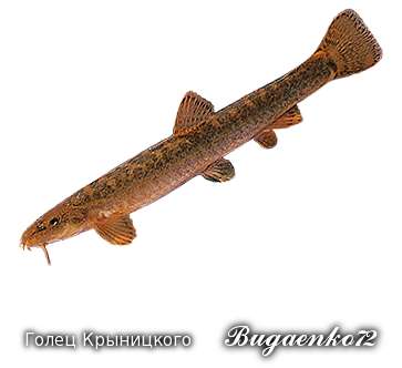 https://upforme.ru/uploads/001c/ac/32/2/62700.png