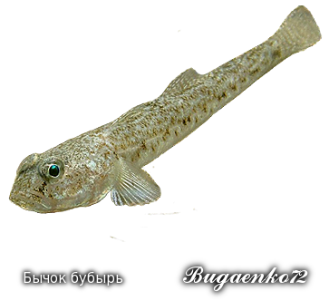 https://upforme.ru/uploads/001c/ac/32/2/683786.png