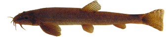https://upforme.ru/uploads/001c/ac/32/2/689192.png