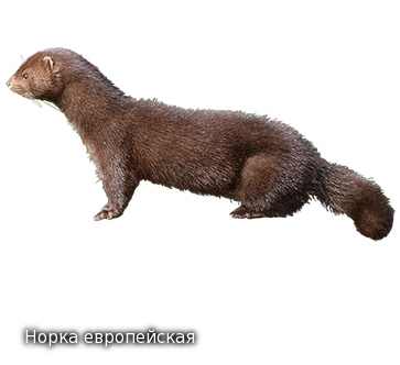 https://upforme.ru/uploads/001c/ac/32/2/699991.png