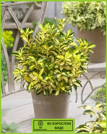 https://upforme.ru/uploads/001c/ae/9b/2/t756083.jpg