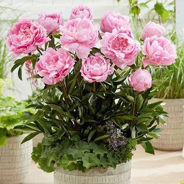 https://upforme.ru/uploads/001c/ae/9b/2/t871035.jpg
