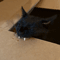 smalimg